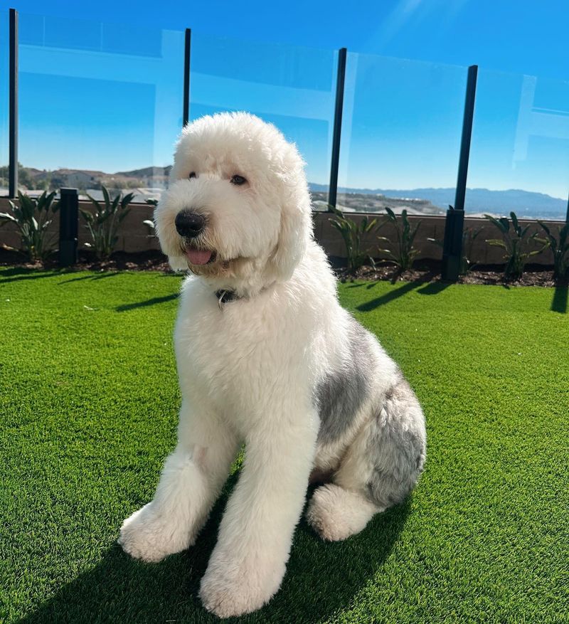 Old English Sheepdog: The Shaggy Television Star