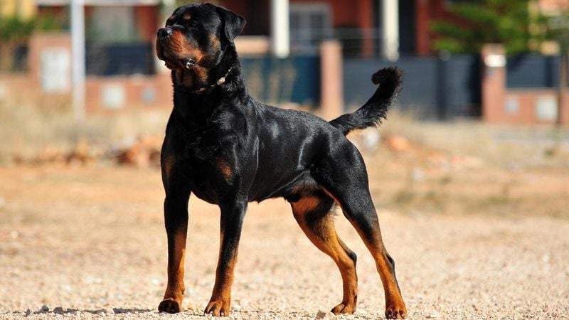 Rottweiler