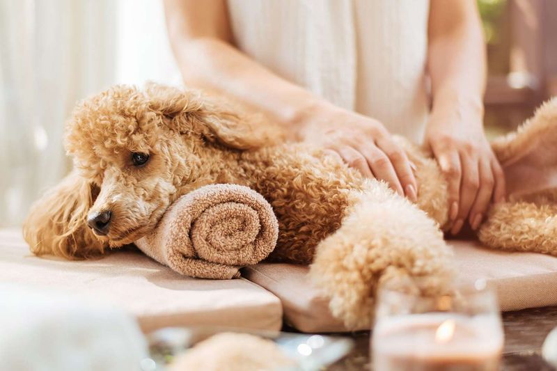 Offering Doggy Massage or Grooming as Bonding