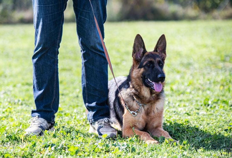 Versatile Working Dogs