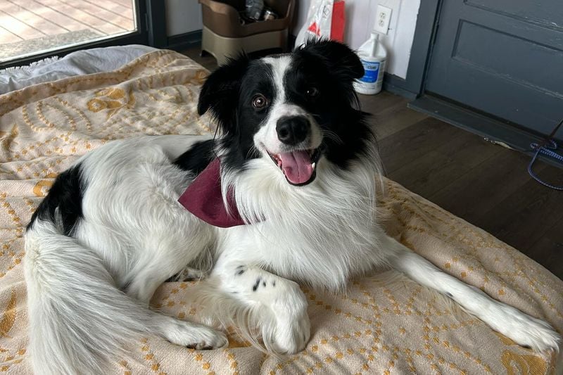 Border Collies