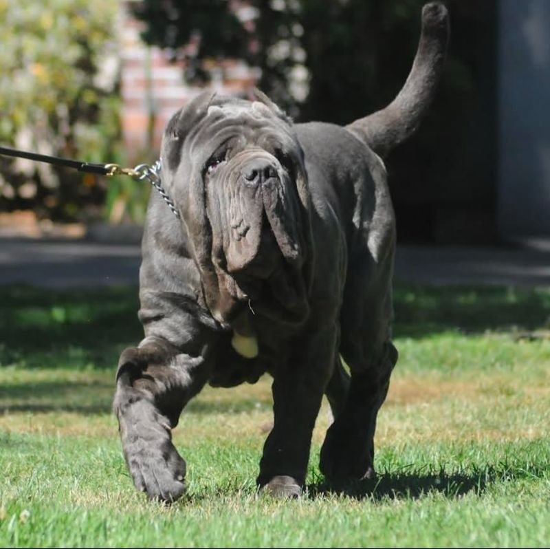 Neapolitan Mastiff: The Wrinkled Warrior