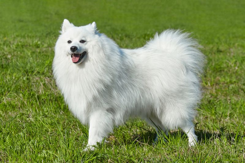 Japanese Spitz: The Pristine Snow Fox