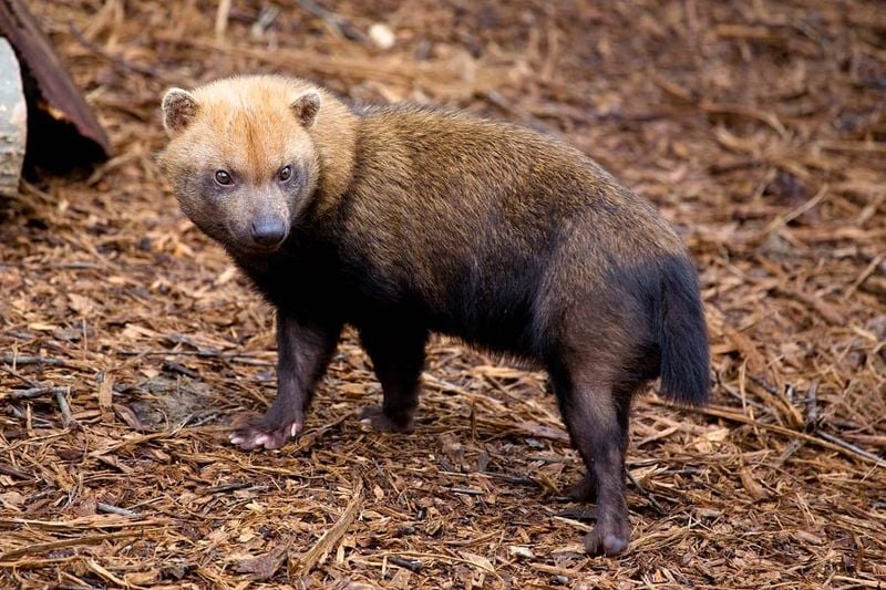 Rainforest Mystery: Bush Dog