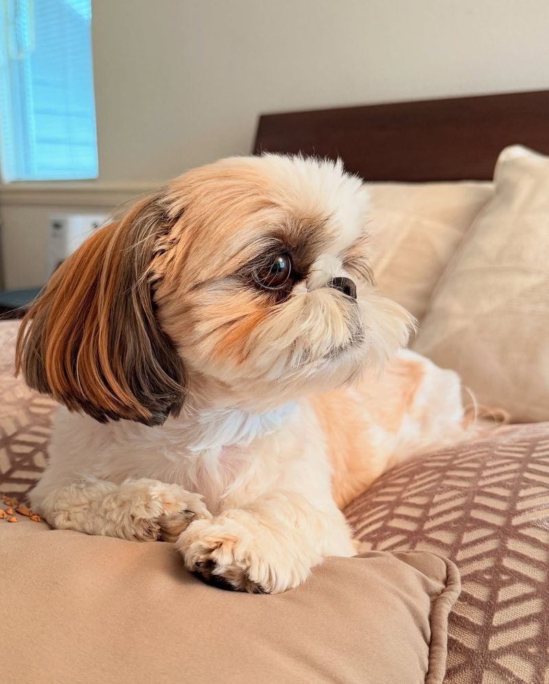 Shih Tzu