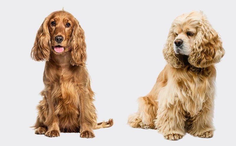 English Cocker Spaniel vs. American Cocker Spaniel