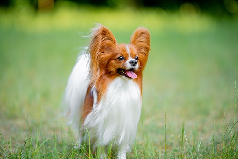 Papillon