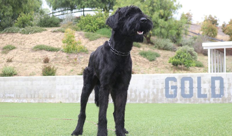 Giant Schnauzer