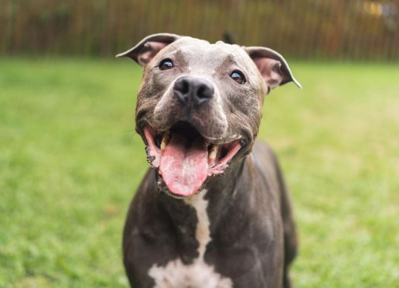 American Pit Bull Terrier: Terrier Tenacity Issues