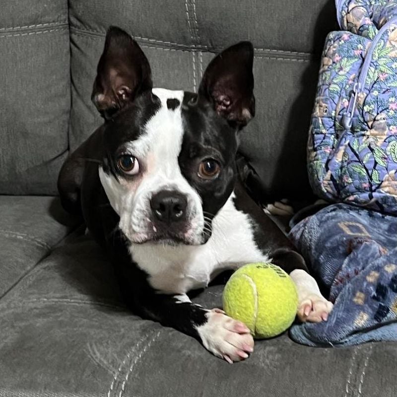 Boston Terrier