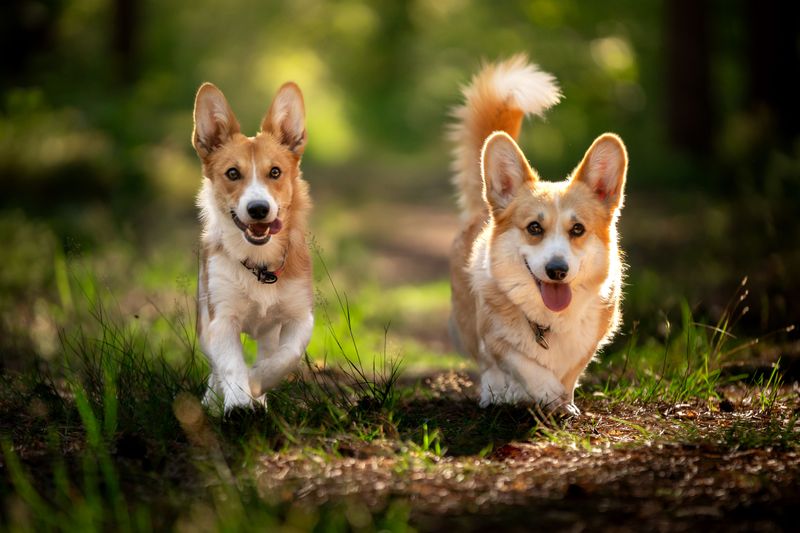 Corgi: The Short-Legged Royal Favorite