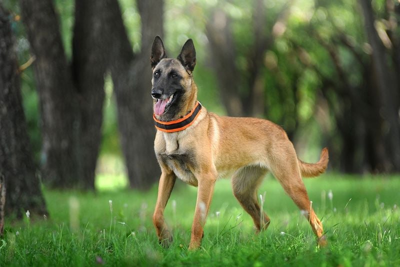 Belgian Malinois: Working Dog with Wanderlust