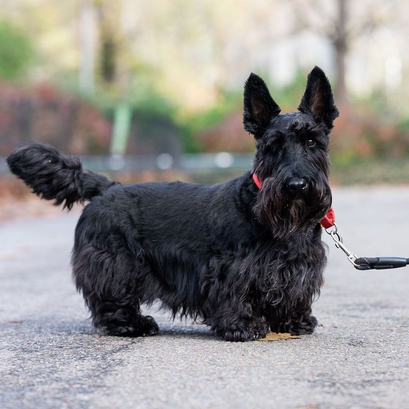 Scottish Terrier: Determined and Dignified