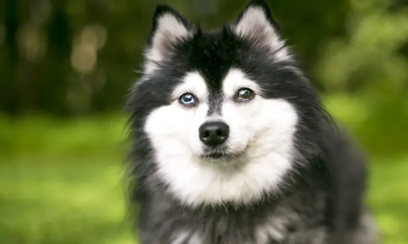 Alaskan Klee Kai: The Pocket-Sized Husky