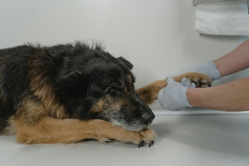 Skipping Vet Visits
