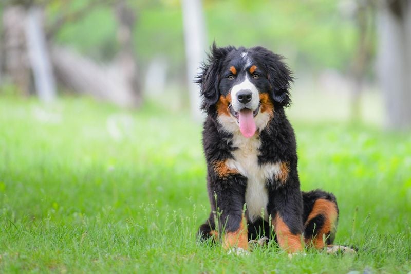 Bernese Mountain Dog: The Gentle Giant Greeter