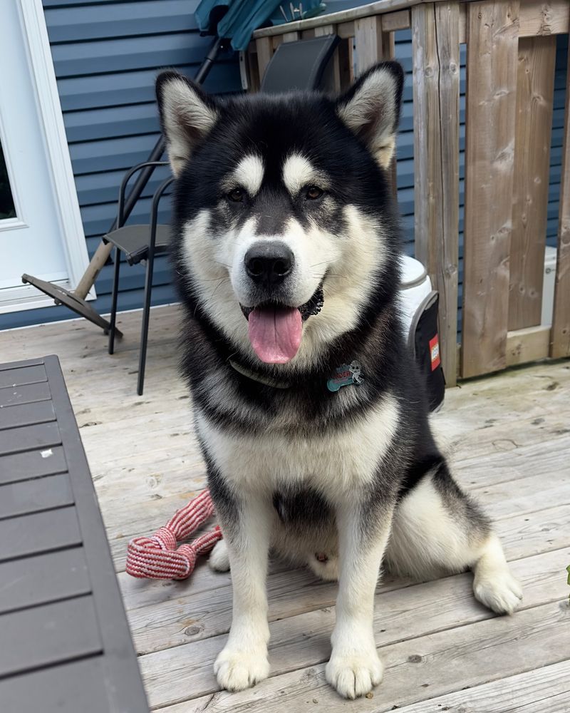 Alaskan Malamute: Powerful Arctic Problem-Solver