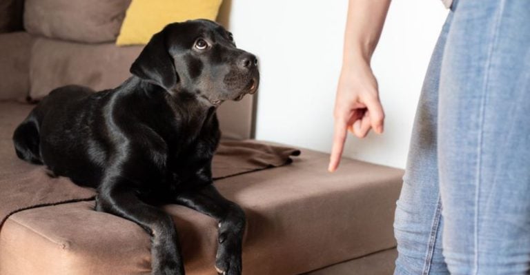 You’re Doing These 15 Things—and Your Dog Hates Every One of Them