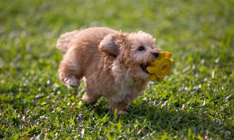 Energetic Zoomie Sessions