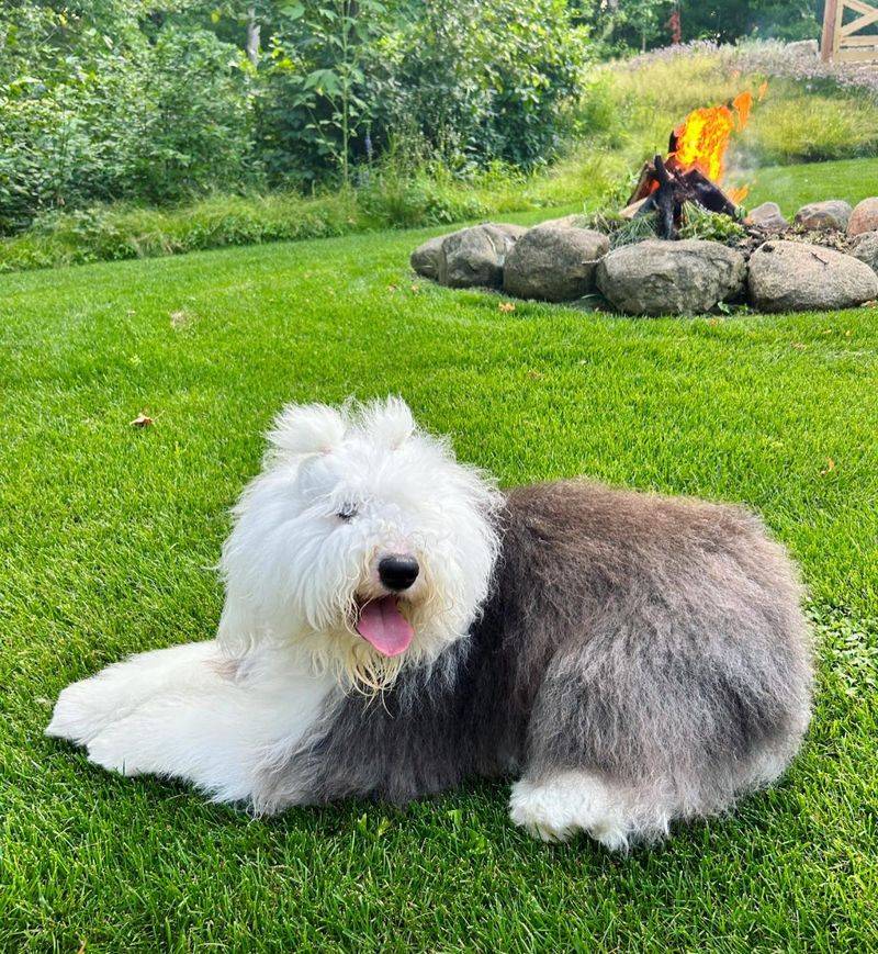 Old English Sheepdog: The Shaggy Cartoon Classic