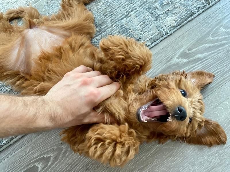 Rolling Over for Belly Rubs Constantly