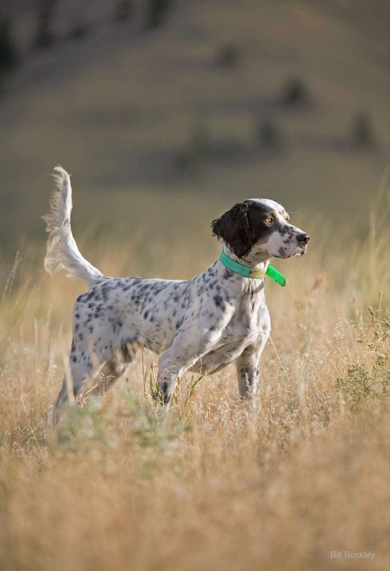 English Setter: The Gentleman's Bird Dog