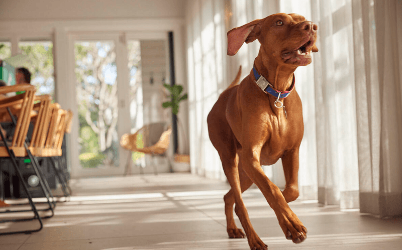 Vizslas: The Canine Shadows Who Can't Bear Separation