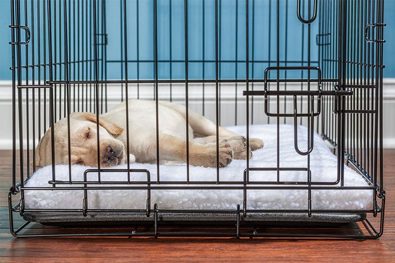 Crate Comfort