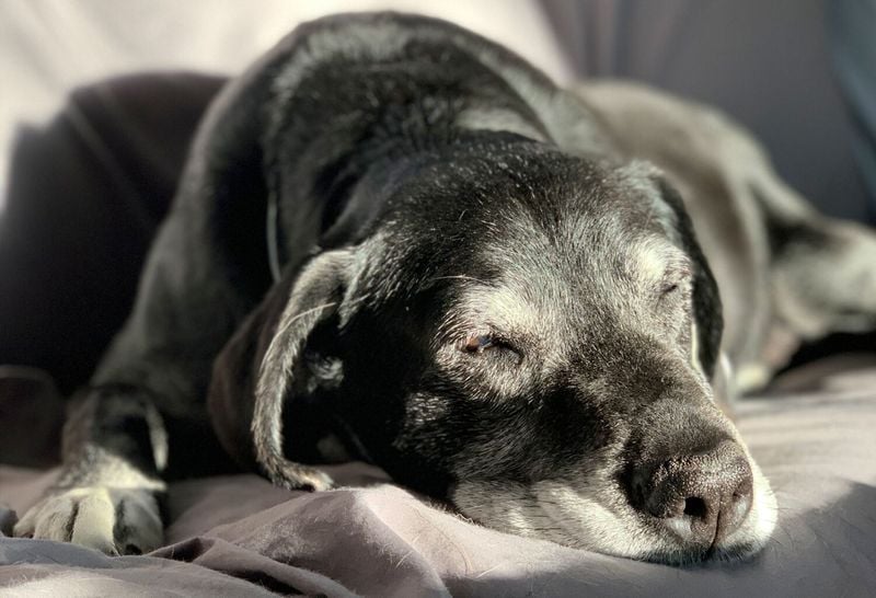 Senior Dogs Are Always in Pain
