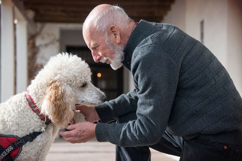 Standard Poodle: The Dignified Empath