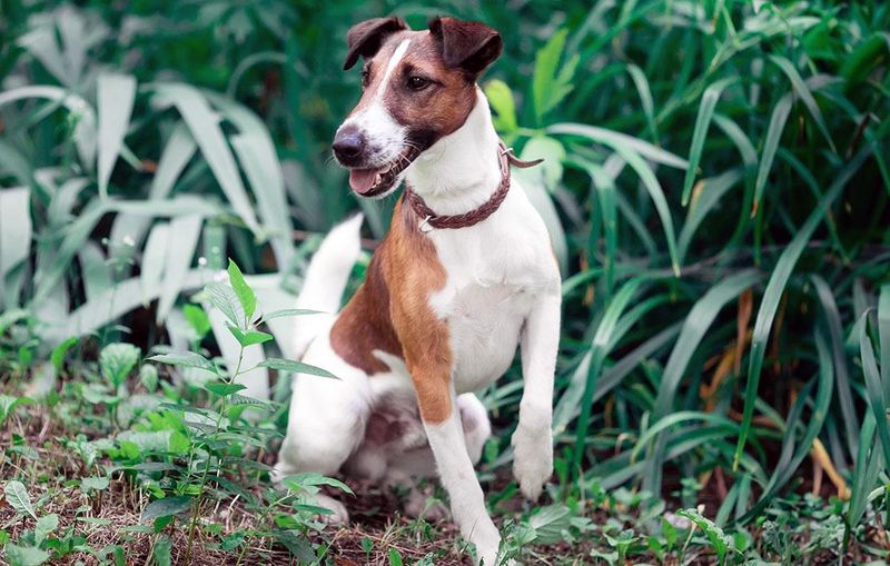 Personality & Temperament: What to Expect
