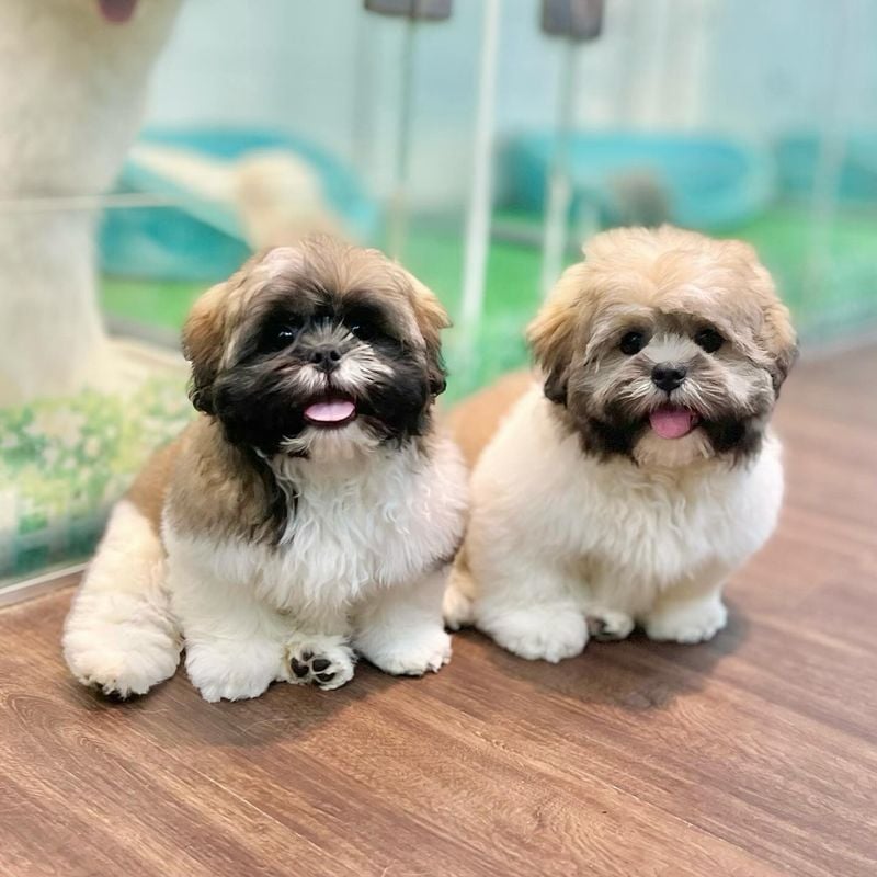 Shih Tzus: Royal Companions