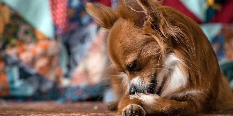 Excessive Paw Licking