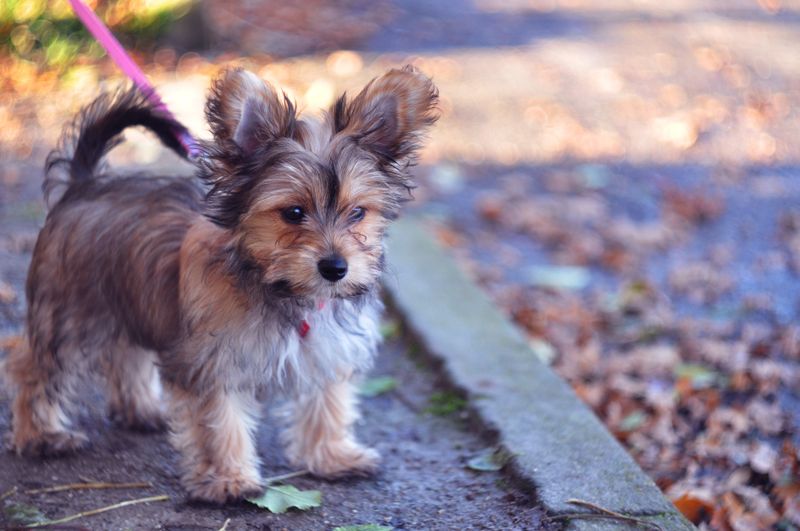 Chorkie – Chihuahua × Yorkshire Terrier