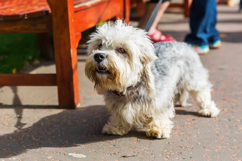 Dandie Dinmont Terrier