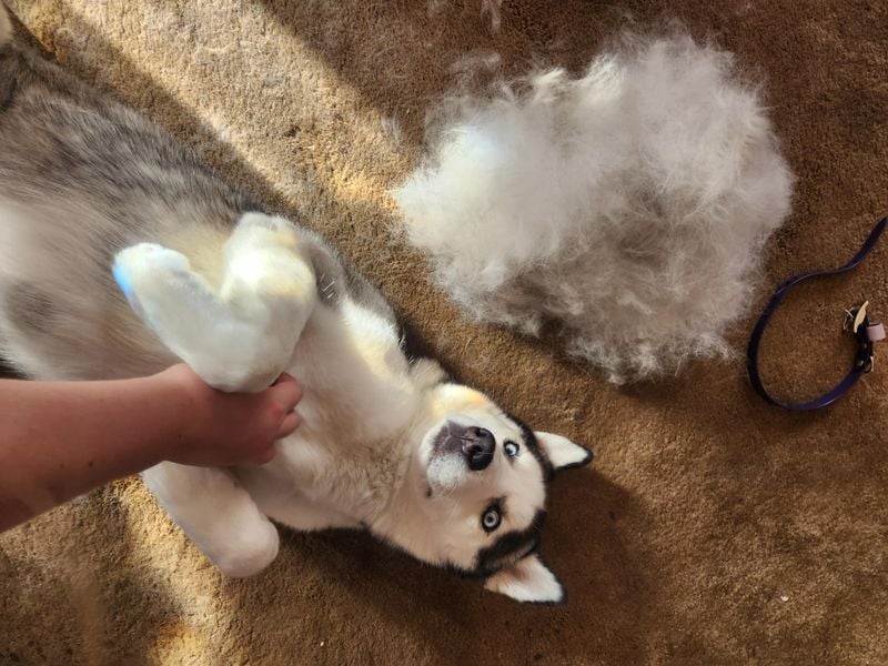 Fur Tumbleweeds Everywhere