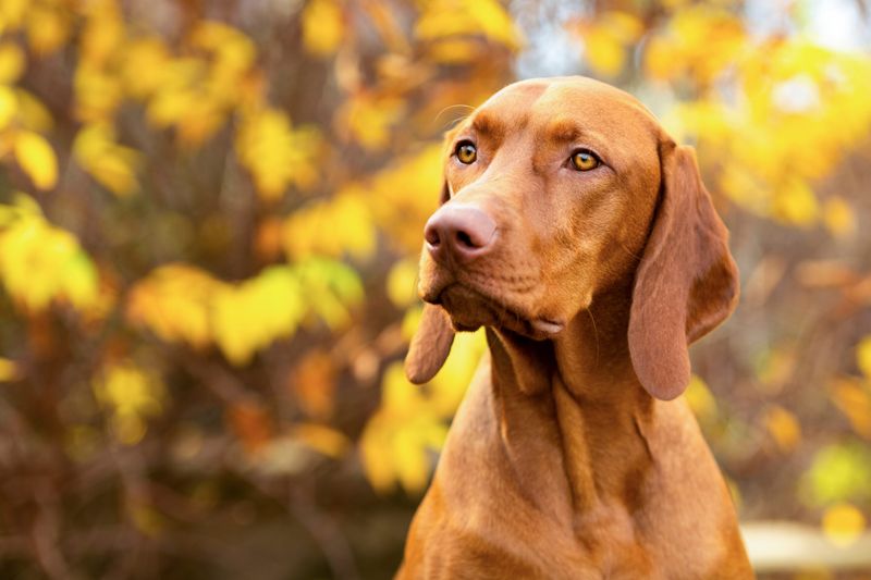 Vizsla: The Velcro Outdoor Companion