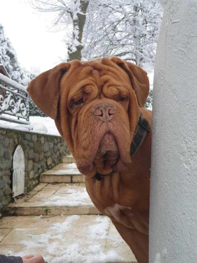 Dogue de Bordeaux (French Mastiff)