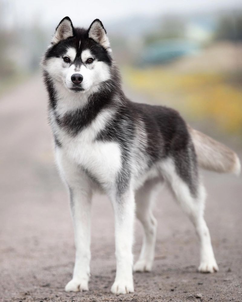 Siberian Husky: The Free-Spirited Snow Dog
