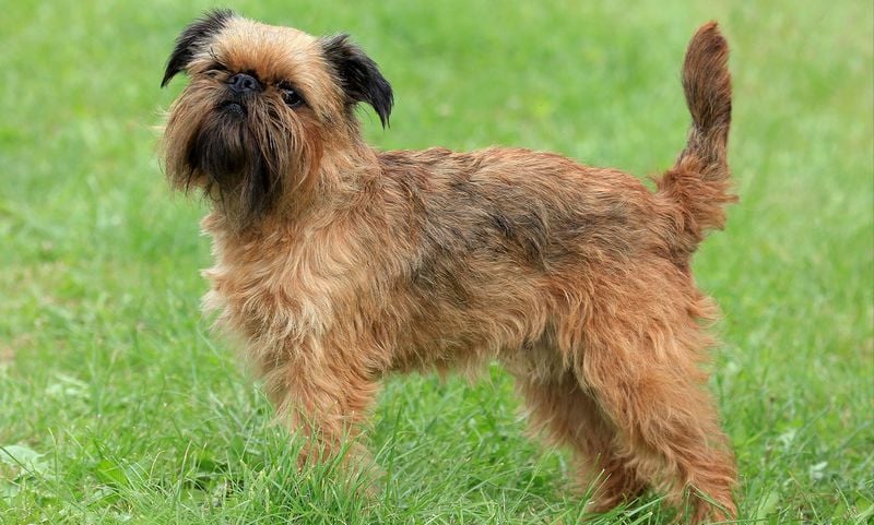 Brussels Griffon: The Bearded Old Soul