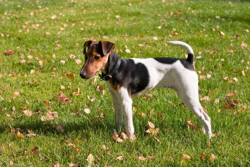 Breed Overview: History, Origin & Quick Facts