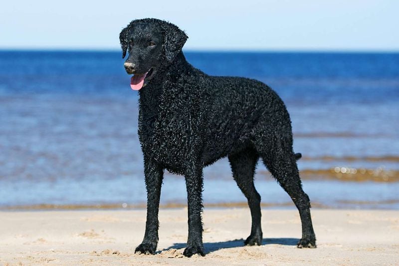 Curly-Coated Retriever: The Oldest Retriever Breed