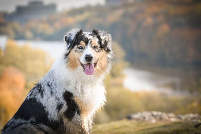 Australian Shepherd: The Ranch-Hand Mastermind