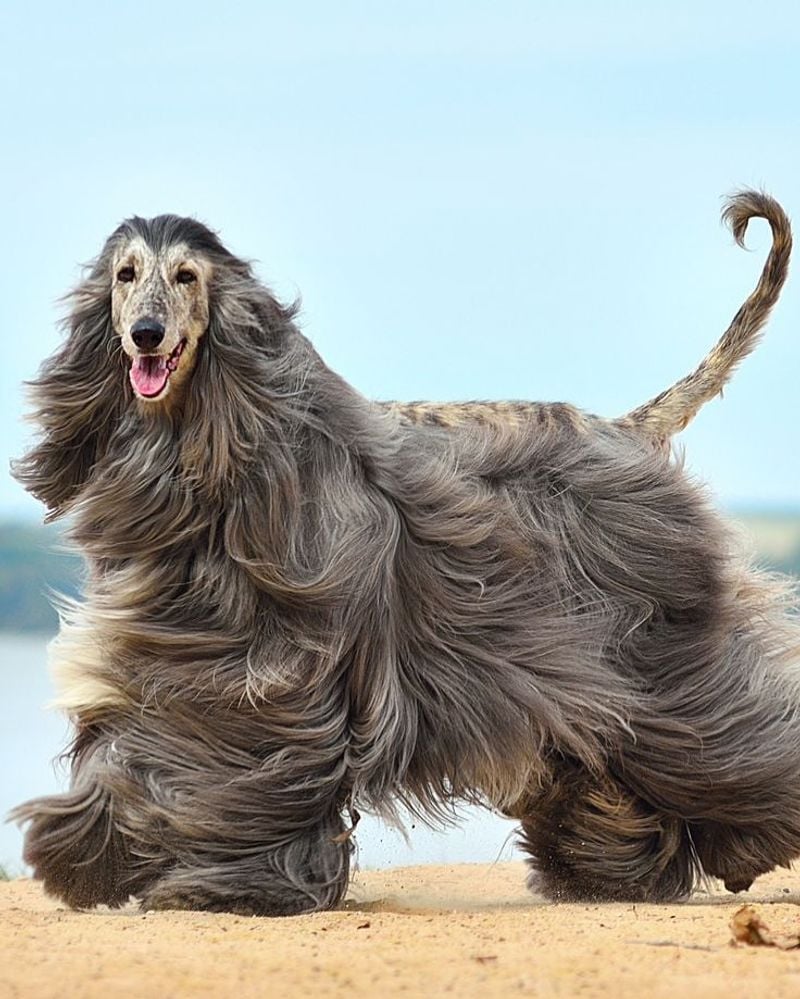 Afghan Hound