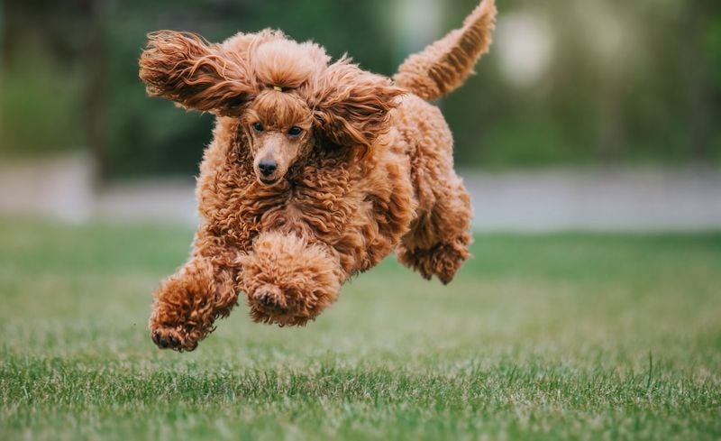 Poodles Are Just Fluffy Show Dogs