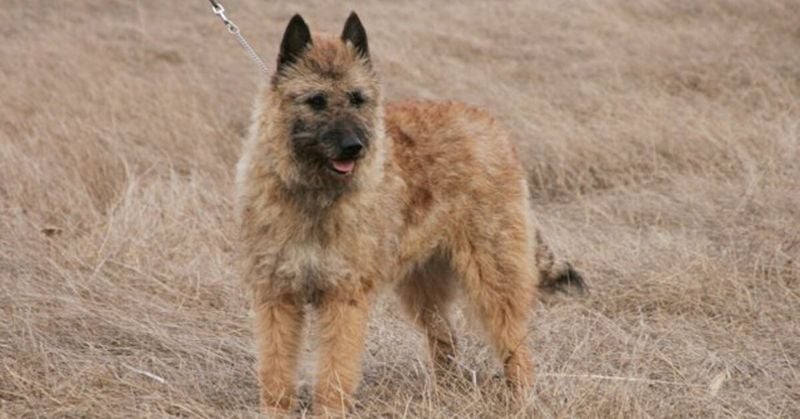 Belgian Laekenois