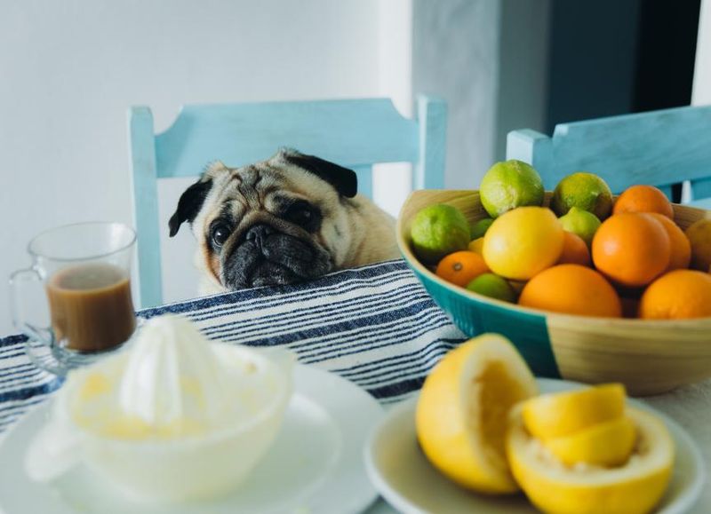 Citrus Fruits Make Dogs Turn Away