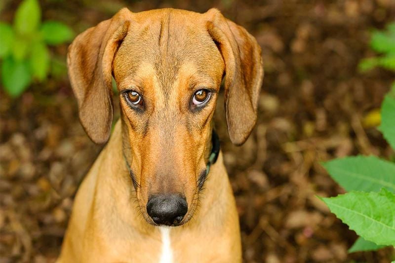 The 'Guilty Look' Is Actually Fear
