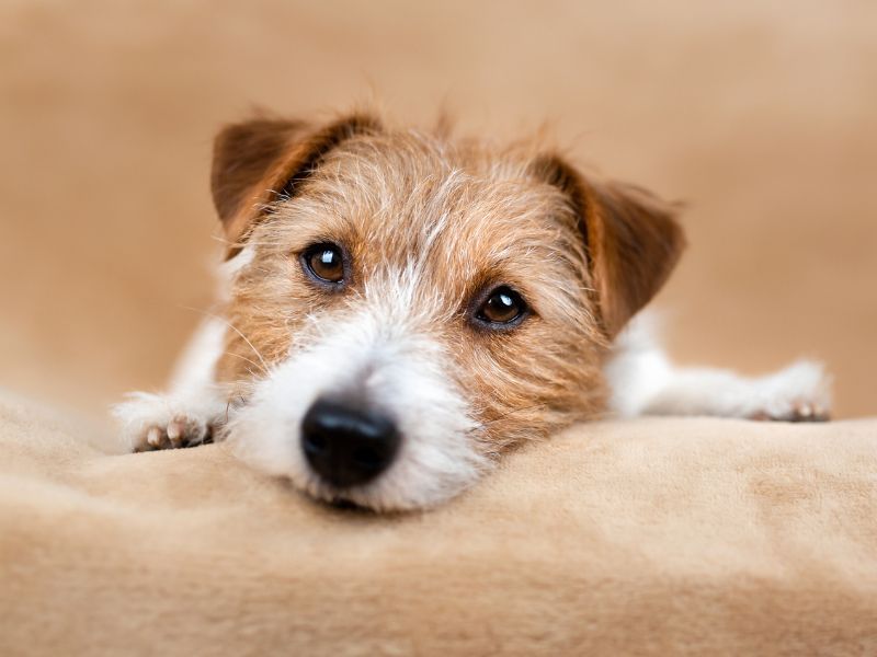 Jack Russell Terrier
