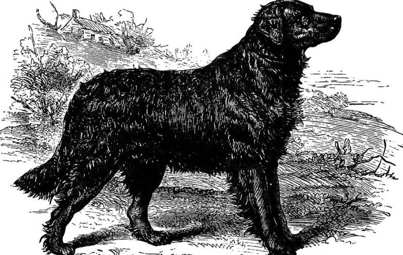 St. John’s Water Dog